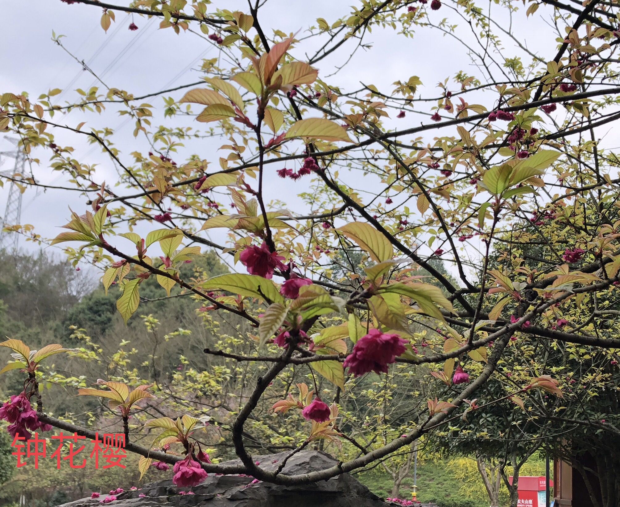 浪漫时节 "樱"你相约 3号花事——【樱花】